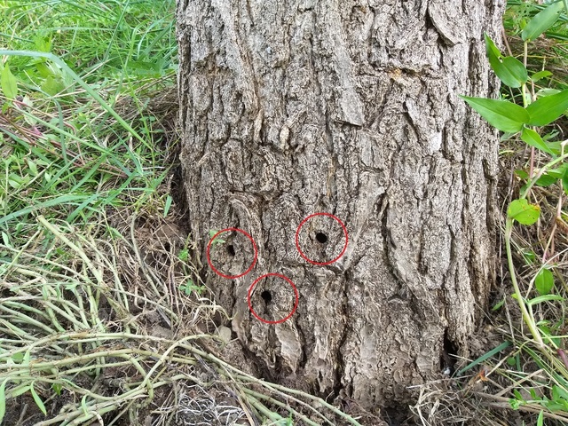 ▲ 영양군 입암면 노달리의 훼손된 가로수.ⓒ영양군