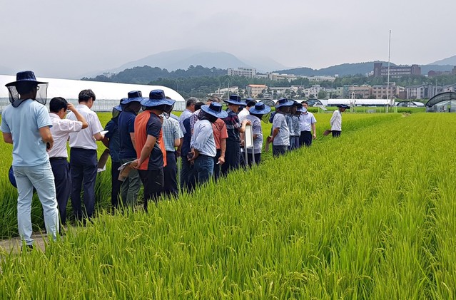 ▲ 16일 충주시와 관내 벼 재배농가들이 시 농업기술센터 수도시험장에 파종한 신품종 '새일품벼'생육상황을 살펴보고 있다.시는 올해 새일품벼 종자 3460kg을 농가에 공급했다.ⓒ충주시