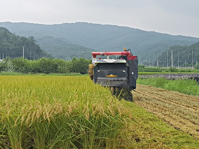 ▲ 16일 충주시 앙성면 중전리 윤병관씨가 자신의 논에서 콤바인으로 벼를 수확하고 있다.ⓒ충주시