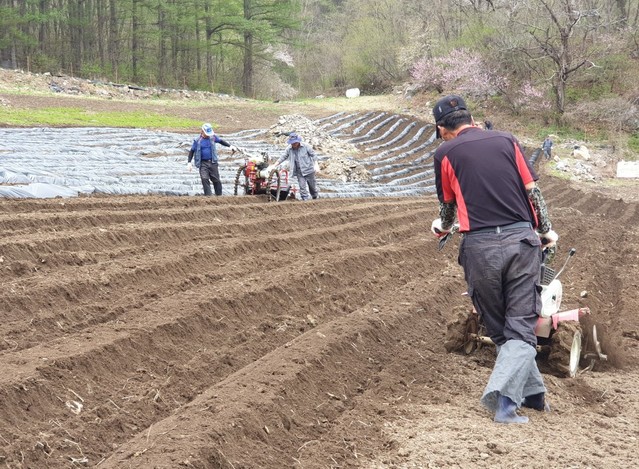 ▲ 올 초, 농기계인력지원단이 적기 파종을 위해 영농 취약계층 밭에서 비닐피복을 씌우는 작업을 벌이고 있다.ⓒ단양군