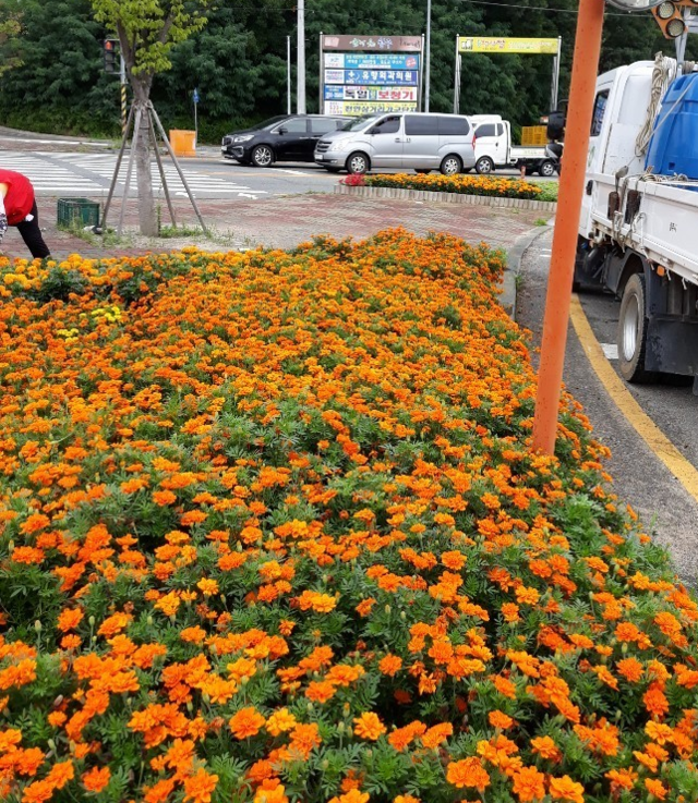 ▲ 충북 청주시가 큰 도로변에 화단을 조성해 무더위에 지친 시민들에게 청량감을 주고 있다.ⓒ청주시