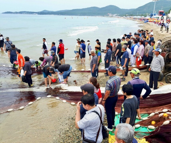 ▲ 월포해수욕장의 후릿그물체험 모습.ⓒ포항시