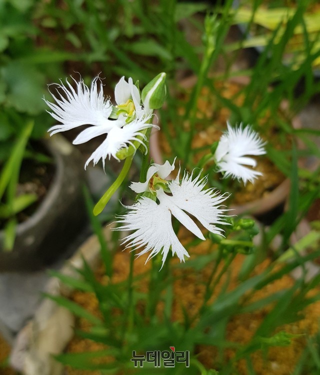 ▲ 20일 전시회에 앞서 꽃망울을 터트린 '해오라비난'.ⓒ목성균 기자