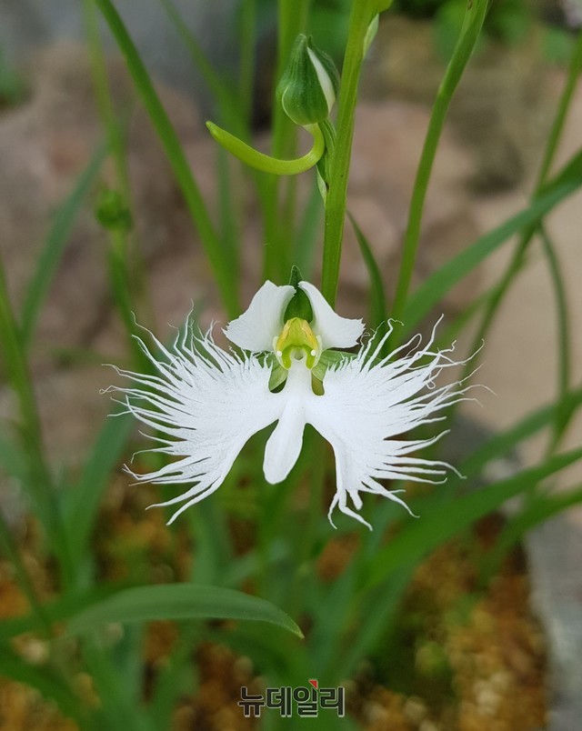 ▲ 20일 전시회에 앞서 꽃망울을 터트린 '해오라비난'.ⓒ목성균 기자