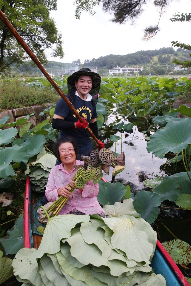 ▲ 유등1리 박재순 할머니(72)와 손자 이형철(28)씨가 연밥, 연잎 수확을 하며 즐거운 시간을 보내고 있다.ⓒ청도군