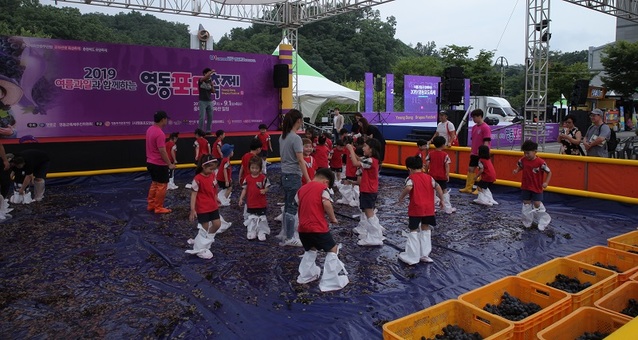 ▲ 영동포도축제 프로그램인 포도밟기 행사 장면.ⓒ영동군
