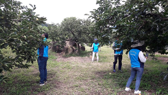 ▲ 청도군은 잦은 강우와 폭염의 농업환경으로 지난해 발생 밀도가 높았던 미국선녀벌레의 확산에 대비해 외래병해충의 예찰을 통해 농작물 피해에 적극 나서고 있다.ⓒ청도군