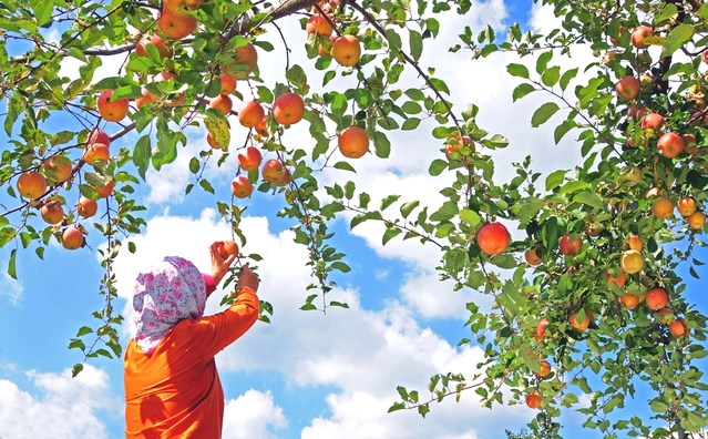 ▲ 청송군은 해발 250m 이상의 산간지형이자 고지형 분지이며, 생육기간 중 일교차가 13.4℃로 커서 사과 재배에 아주 적합한 자연조건을 가지고 있다.ⓒ청송군