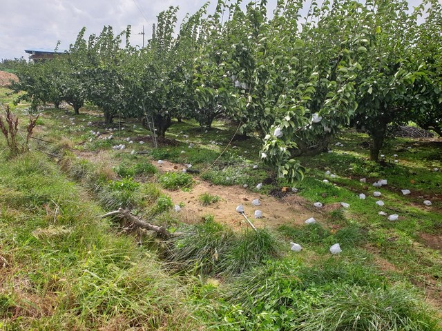 ▲ 김천시 아포읍 배 농가 피해 현장.ⓒ경북도