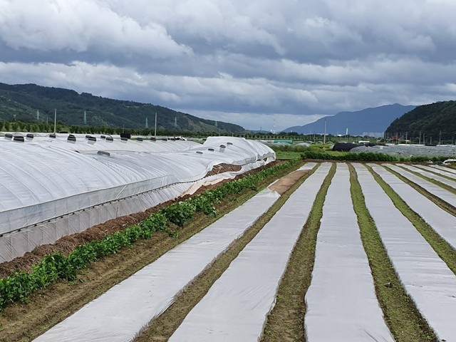 ▲ 이번 태풍으로 경북도내에는 30.ha가 넘는 면적이 피해를 입은 것으로 잠정 집계됐다. 사진은 고령군 노곡리 비닐하우스가 무너진 장면.ⓒ경북도