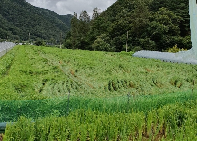 ▲ 성주군 초천면 소성리 벼 피해현장.ⓒ경북도