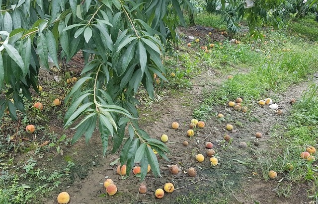 ▲ 충북 음성군 감곡면 문촌리에서 복숭아 농사를 짓고 있는 전창해씨(65)가 수확을 앞둔 복숭아가 태풍 링링의 영향으로 큰 피해를 입었다. 사진은 태풍 링링으로 떨어진 복숭아가 과수원에서 썩어가고 있다.ⓒ충북 음성 전창해씨 제공