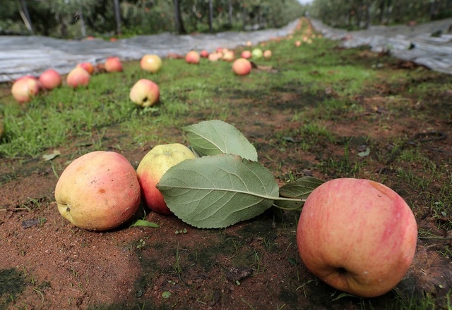 ▲ 제13호 태풍 랑랑이 할퀴고 간 충청지역은 큰 피해를 입었다. 사진은 수확을 앞두고 있는 충남 예산의 한 사과 과수원이 태풍으로 인해 우수수 떨어진 사과가 나뒹굴고 있는 모습이다.ⓒ충남도