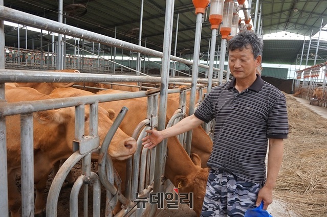 ▲ 홍창영 음성 풍산농장 대표가 농장에서 2018년 전국한우경진대회에서 대통령 상을 받은 소를 가르키고 있다.ⓒ김정원 기자