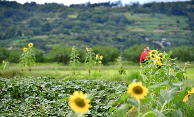 ▲ 경북 청도군 화양읍 동상리 청도읍성 해바라기.ⓒ청도군