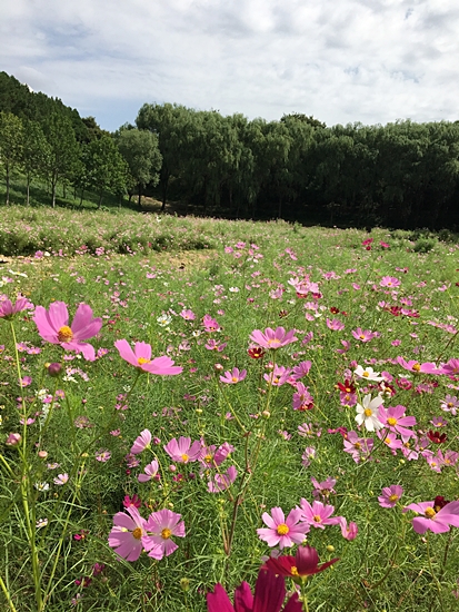 ▲ 두류공원 내 수경지에 9월말까지 코스모스 꽃단지가 개방된다.ⓒ대구시