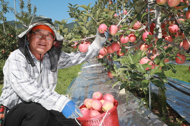 ▲ 전국에서 유일하게 예천에서만 생산되고 있는 신품종 ‘피크닉’ 사과가18일부터 본격 출하에 들어갔다.ⓒ예천군