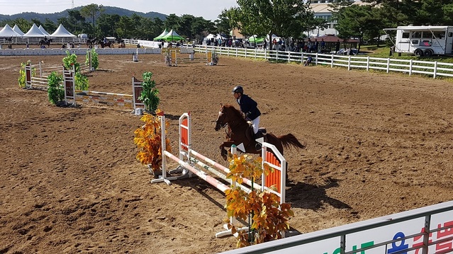 ▲ 역대 최고 권위의 전국 승마대회 축제인 ‘제7회 영천대마기 전국종합 마술(馬術)축제’가 27일부터 29일까지 영천 운주산승마조련센터 특별행사장에서 열린다.ⓒ영천시