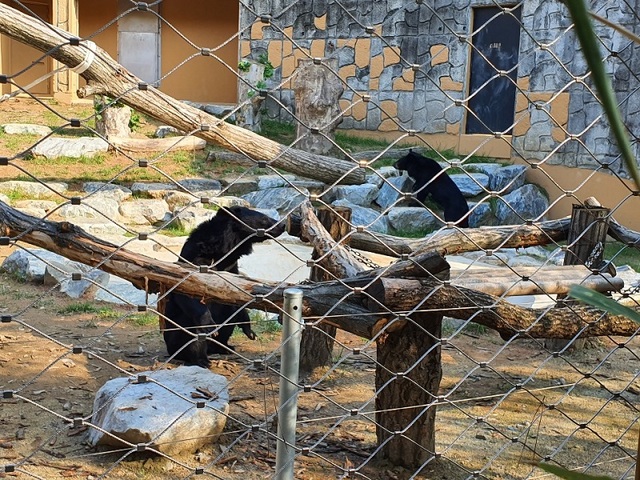 ▲ 청주동물원에 반달가슴곰 한 마리가 24일 이송됐다. 이 곰은 농장에서 웅담채취 목적으로 사육됐던 곰이다.ⓒ청주시