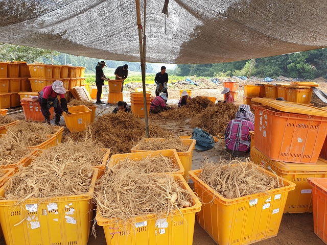 ▲ 지난 25일 오전 충청북도 진천군 문백면 계산리의 한 인삼밭에서 인삼 수확 작업이 한창이다. ⓒ임소현 기자