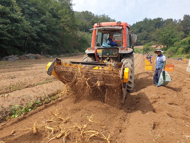 ▲ 지난 25일 오전 충청북도 진천군 문백면 계산리의 한 인삼밭에서 인삼 수확 작업이 한창이다. ⓒ임소현 기자