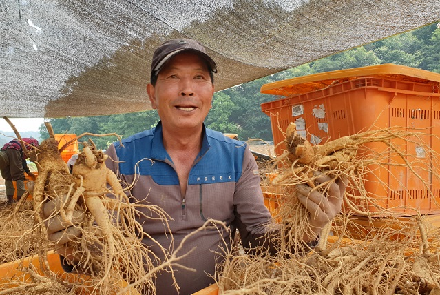 ▲ 정근용 계약경작인이 지난 25일 오전 충청북도 진천군 문백면 계산리의 한 인삼밭에서 수확한 인삼을 들어보이고 있다. ⓒ임소현 기자