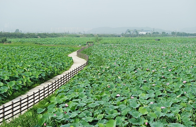 ▲ 대구시가 개발제한구역 2곳에 환경문화사업을 추진한다.(사진은 점새늪 연꽃생태공원 모습)ⓒ대구시