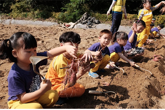 ▲ 2019청원생명축제 체험 프로그램에 참여해 고구마를 캐고 있는 유치원 어린이들.ⓒ청주시