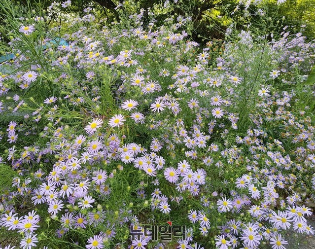 ▲ 지난 12일, 충북 단양군 적성면 상리 일원에 꽃을 피운 '단양쑥부쟁이'.ⓒ목성균 기자