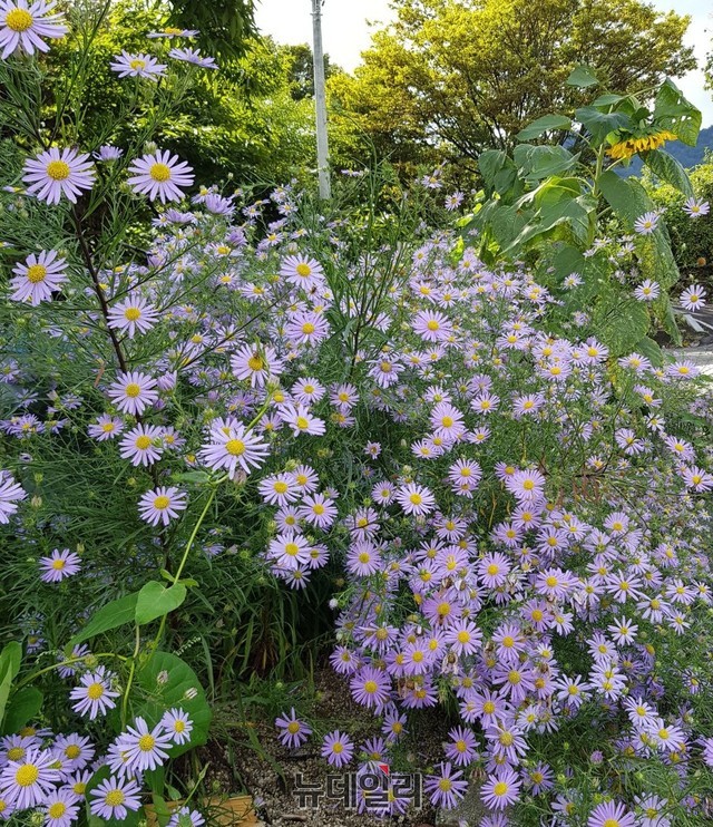 ▲ 지난 12일,금수산 아랫동네 충북 단양군 적성면 상리 노원에 꽃을 피운 '단양쑥부쟁이.ⓒ목성균 기자