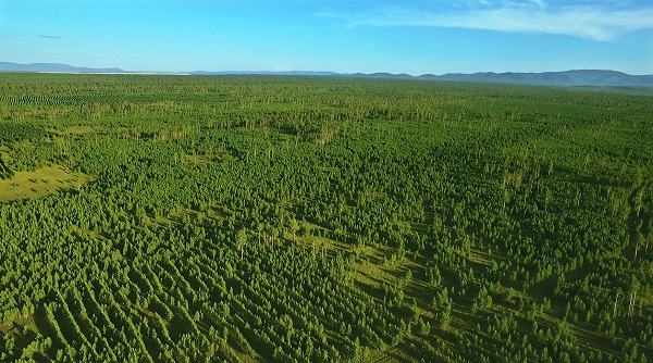 ▲ 유한킴벌리의 숲 풍경ⓒ유한킴벌리
