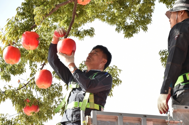 ▲ 윤경희 청송군수가 직접 현장에서 진두지휘하며 청송사과축제를 준비하고 있다.ⓒ청송군