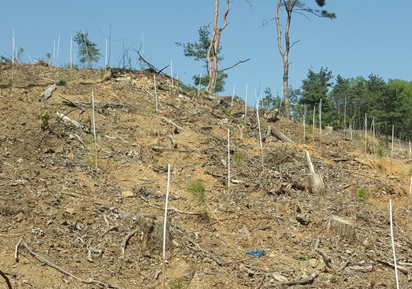 ▲ 심은 뒤 말라 죽어버린 조림지.ⓒ청주시