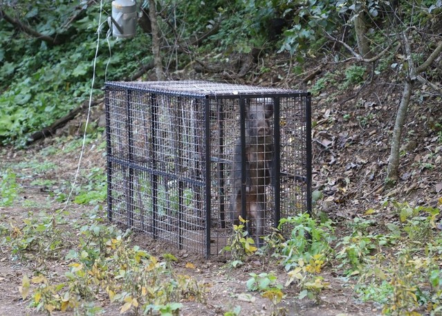 ▲ 월악산국립공원이 설치한 포획틀에 갇힌 멧돼지. 공원은 이달부터 지역주민을 대상으로 인명·농작물 피해 예방을 위해 ‘멧돼지 포획틀’을 무상 대여한다.ⓒ월악산국립공원