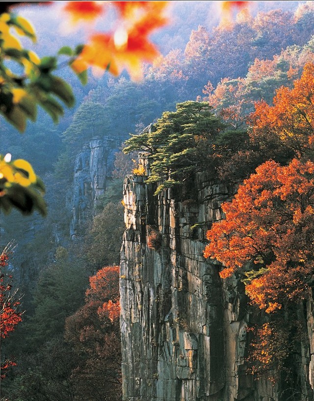 ▲ 단양팔경 중 하나인 사인암의 거대한 암벽과 단풍.ⓒ단양군