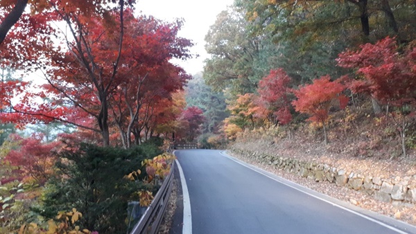 ▲ 좌구산 도로변 단풍나무.ⓒ독자 제공