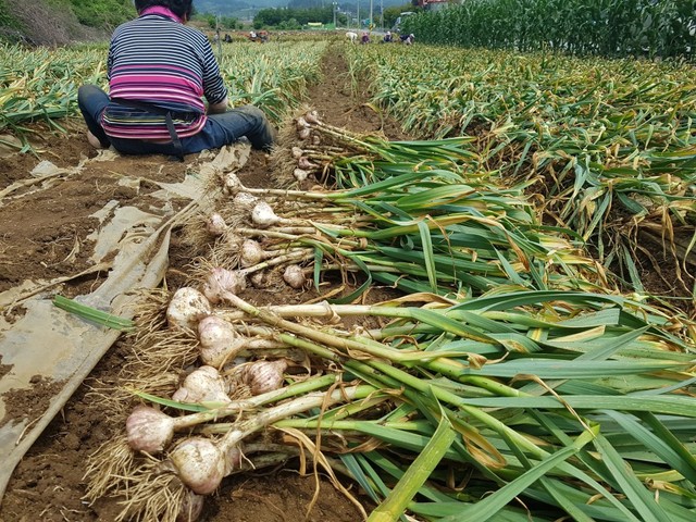 ▲ 41명의 마늘농가로 구성된 '매포상시연구회'가 지난 7월, 한지형마늘 우량종구생산단지에서 단양 재래종을 계통 선발한 단산마늘을 수확하고 있다.ⓒ단양군