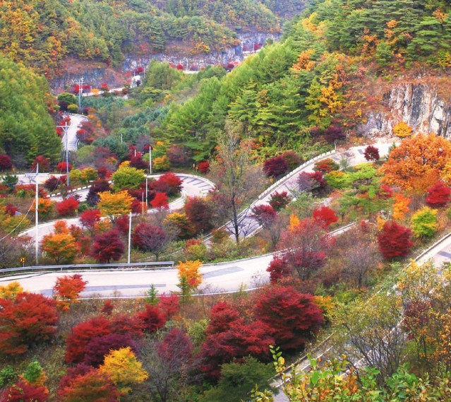 ▲ 단양 보발재 단풍 모습. 단양군 가곡면 보발리와 영춘면 백자리를 잇는 지방도 595호선 ‘보발재’는 단풍철 빼놓을 수 없는 드라이브코스로 고갯길에 마치 붉은 물감을 풀어 논 듯 장관이다.ⓒ단양군