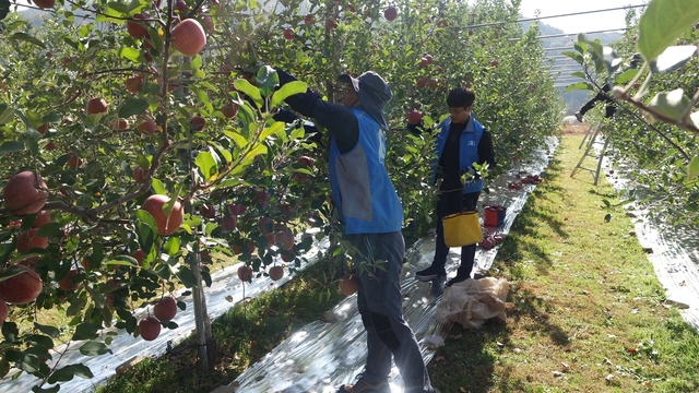 ▲ 대구도시공사(사장 이종덕)는 1사1촌 자매결연 마을인 경상북도 청도군 각북면 남산3리를 찾아 농번기 일손 돕기 봉사활동을 실시했다.ⓒ대구도시공사