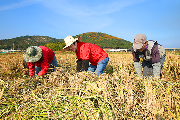 ▲ 자유한국당 허명환 전 당협위원장(용인을)은 지난 6일 포항북구 흥해읍 곡강들을 찾아 농민들과 함께 벼베기 작업을 하며 농민들의 상심을 깊게 청취했다.ⓒ허명환 사무실
