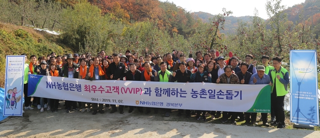 ▲ NH농협은행 경북영업본부(본부장 남재원)는 지난 7일 안동시 풍천면에서 농협 최우수고객 70여명을 초청해 사과 수확 등 농촌일손돕기를 가졌다.ⓒ경북농협