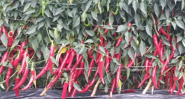 ▲ 단양고추 재배 모습.ⓒ단양군