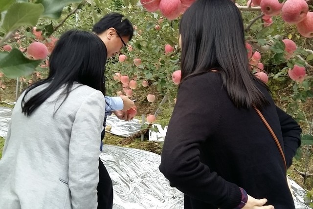 ▲ 최근 대만 현지팀이 단양 죽령 사과농가를 방문해 당도, 농약잔류 등을 검사하고 있다.ⓒ단양군