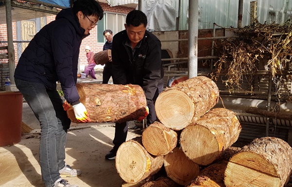 ▲ 사랑의 땔감 나누기에 활용할 폐목재 정리 작업이 이뤄지고 있다.ⓒ괴산군