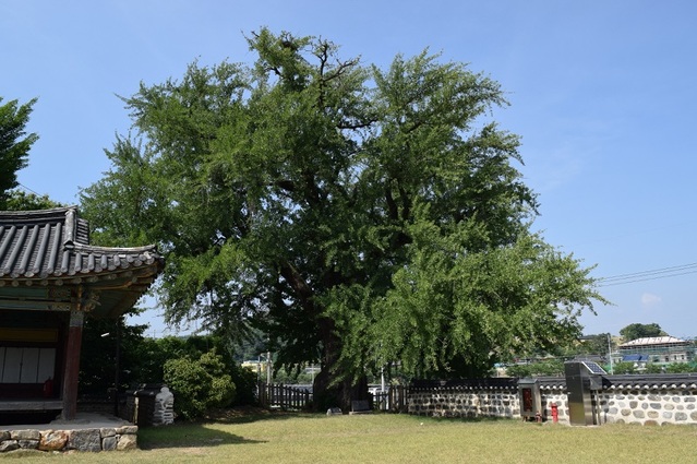 ▲ 충남도 유형문화재로 지정된 부여 홍산객사 은행나무.ⓒ충남도