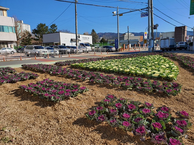▲ 경주시 천북면 관상용 꽃양배추 식재 장면.ⓒ경주시