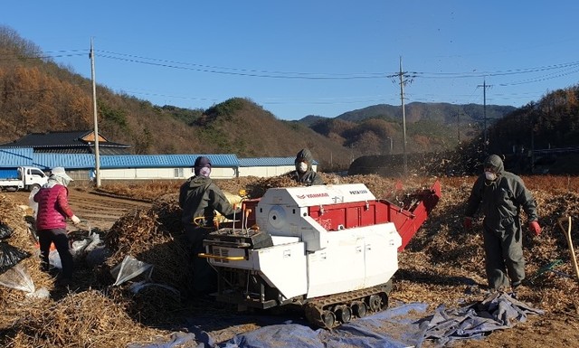 ▲ 단양군 농기계인력지원단이 고령자 농가에서 농작업 대행서비스를 벌이고 있다.ⓒ단양군