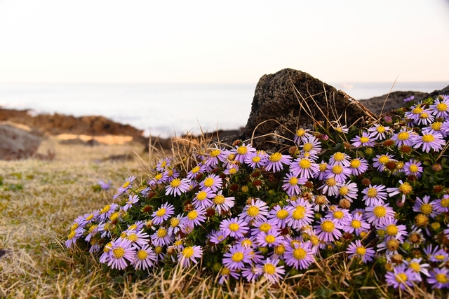 ▲ 정연옥 작가의 작품  ‘설레임’.ⓒ한국사진작가협회 칠곡지부