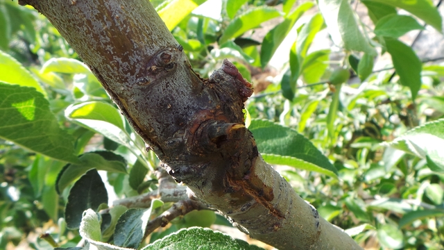 ▲ 영양군은 배·사과 작목에 식물방역법상 법정 금지병인 과수화상병을 사전 방제를 위해 과수농가에 약제비를 지원할 계획이이라고 밝혔다. ⓒ영양군