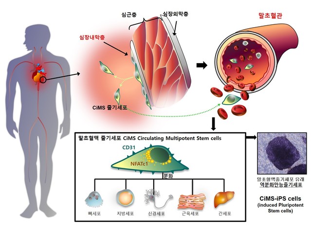 ▲ CiMS 줄기세포가 신경, 간, 근육 등 다양한 세포들로 분화하는 과정.ⓒ서울대병원